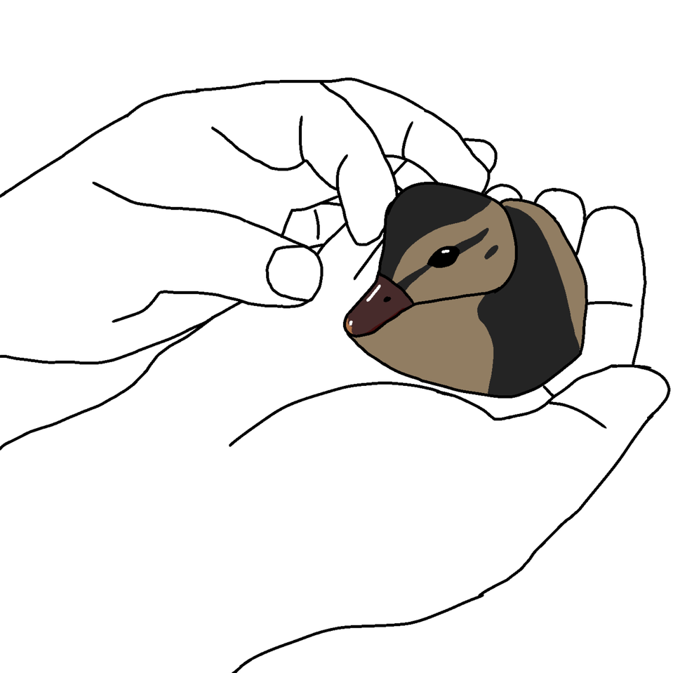 959x959 A Drawing Of My Baby Mallard Duck