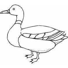 Mallard Duck Drawing