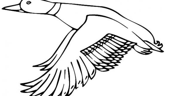 585x329 Extravagant How To Draw A Mallard Duck Flying Coloring