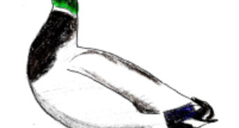 342x184 How To Draw Ducks