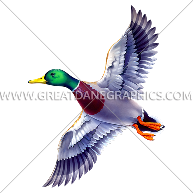 385x385 Mallard Drawing Flying Transparent Png Clipart Free Download