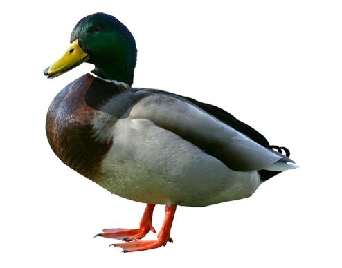 494x388 Mallard Drawing Step