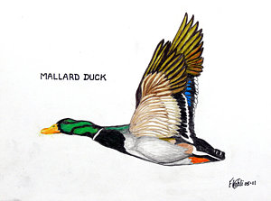 300x223 Mallard Duck Bird Drawings Fine Art America