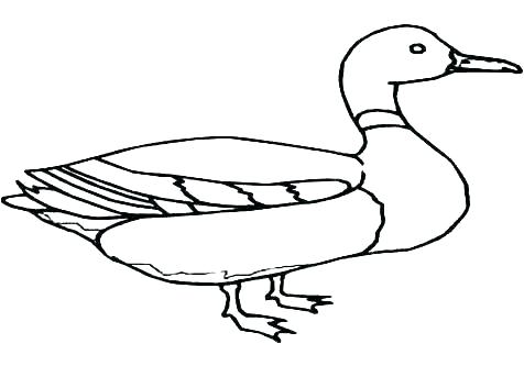 476x333 Rubber Ducky Coloring