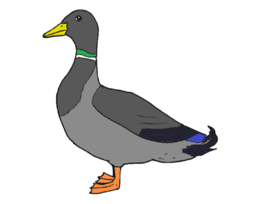 370x297 Mallard Duck Drawing Easy Archives