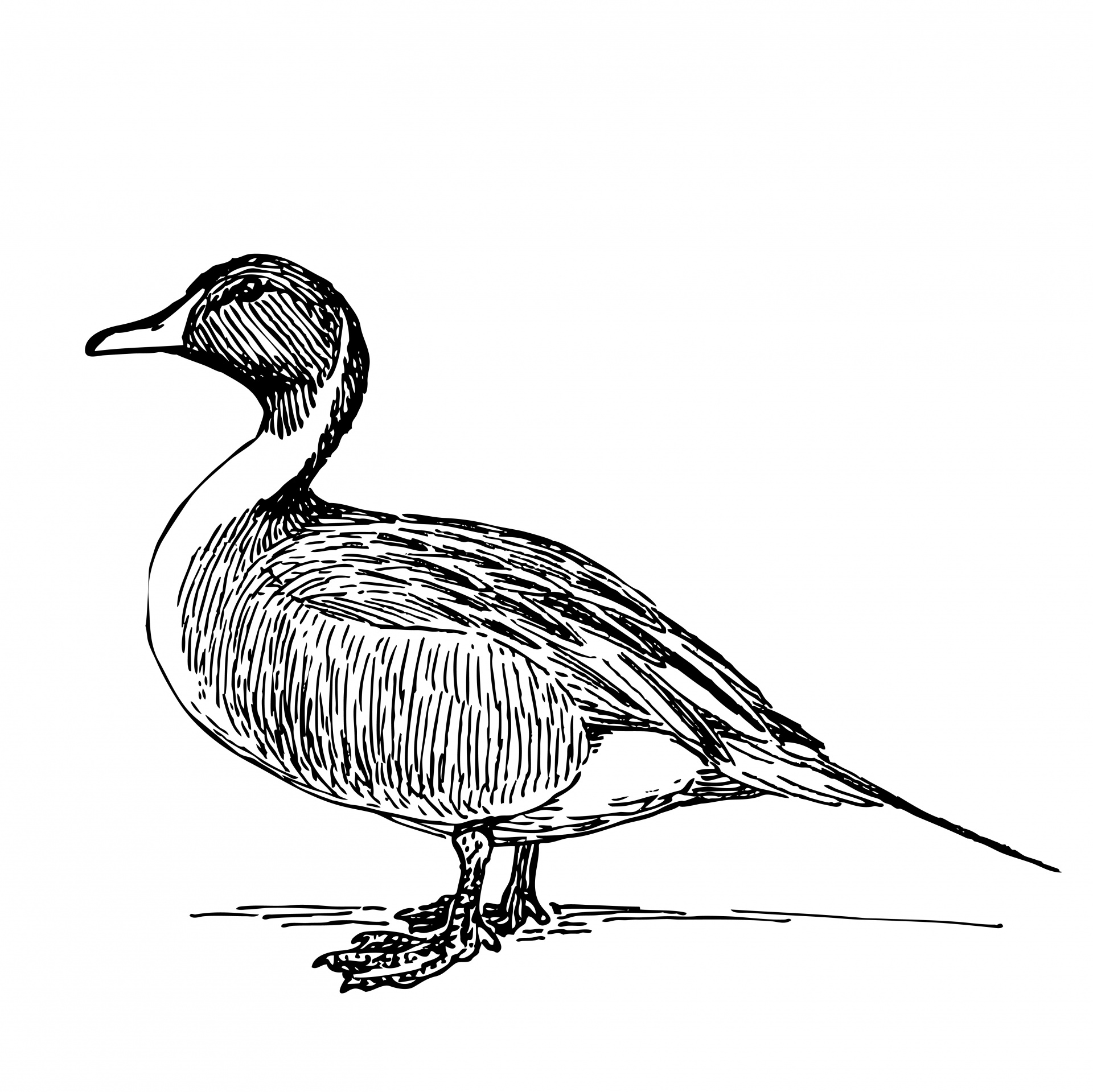 Mallard Duck Pencil Drawing
