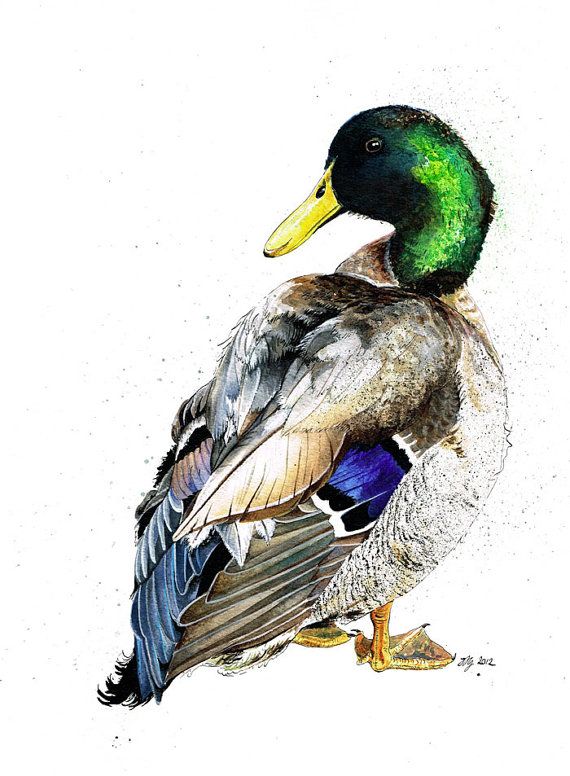 570x776 Mallard Duck Bramble Mixed Media Painting