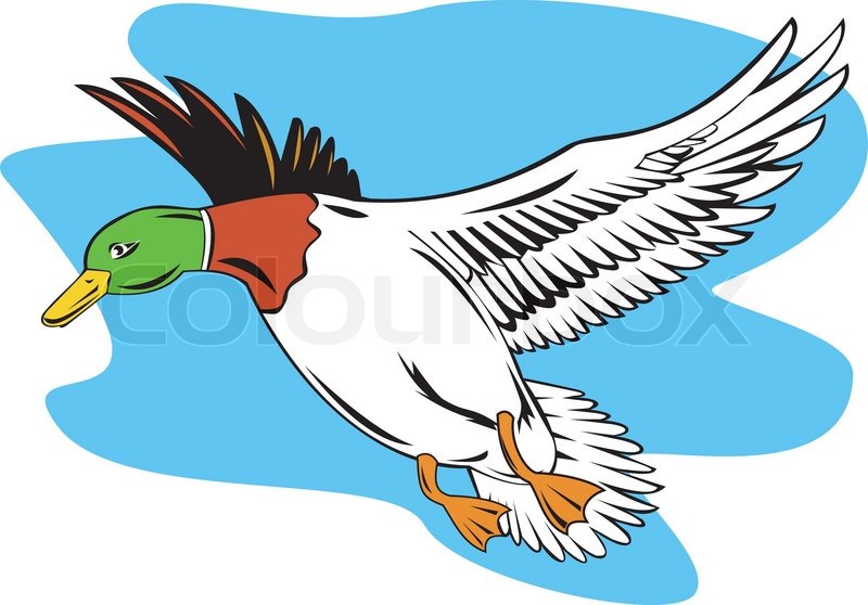 800x558 Mallard Duck Flying Stock Vector Colourbox