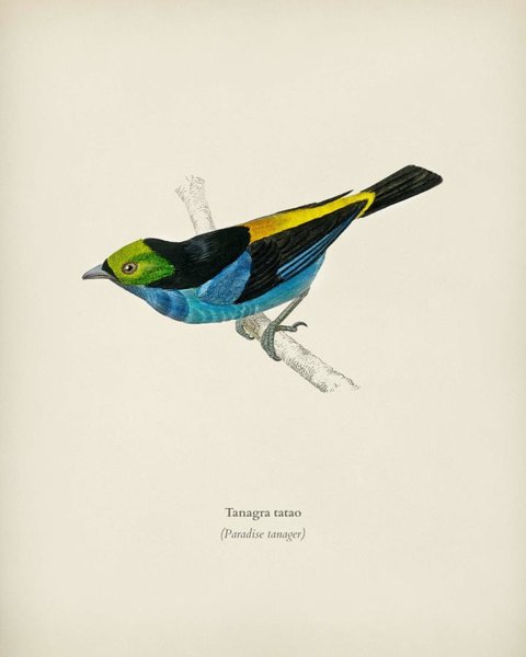 480x600 Mallard Duck Paintings