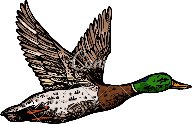 800x517 Wild Duck Mallard Vector Isolated Sketch Icon
