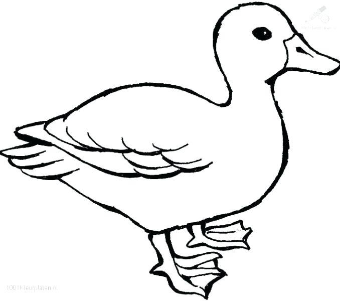 678x600 Duck Drawings