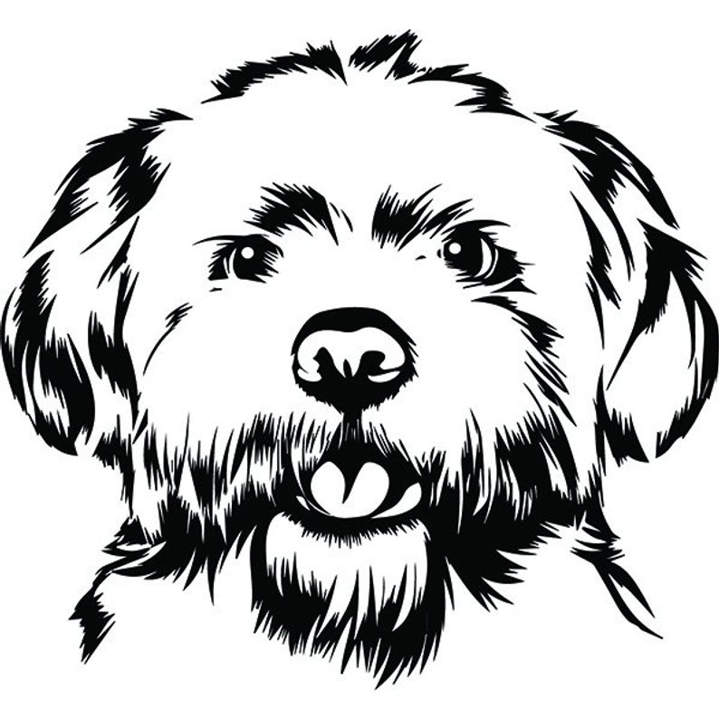 794x794 maltese dog smiling happy lap breed puppy k pedigree etsy