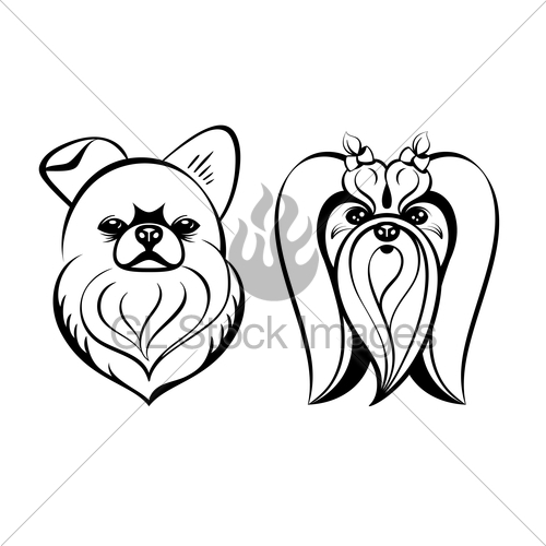 500x500 Maltese Dogs Gl Stock Images