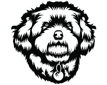 340x270 Maltipoo Drawing Etsy
