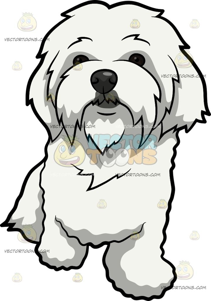 720x1024 A Curiously Cute Maltese Dog A Dog With Long White Coat