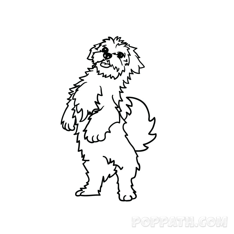 800x800 How To Draw A Maltese Pop Path