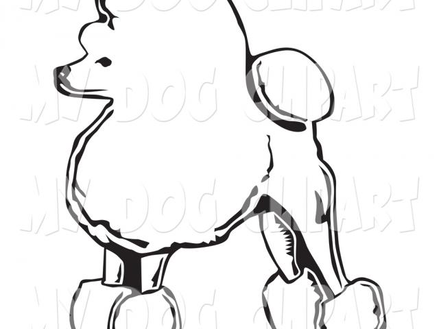 640x480 maltese clipart maltese poodle
