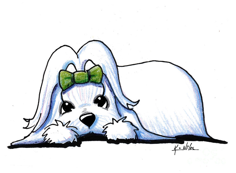 900x660 Precious Maltese Drawing