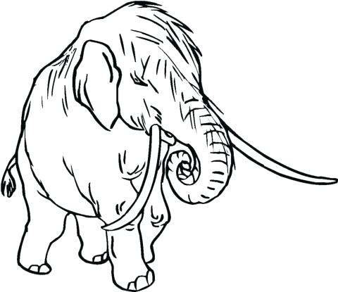 480x415 how to draw a woolly mammoth coloring pages for kids