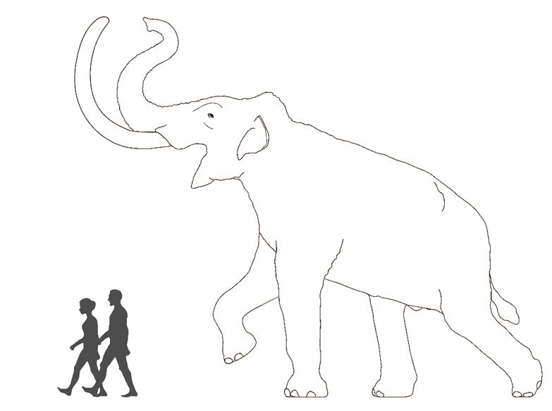 783x584 a line drawing of the eofauna steppe mammoth model paleo art
