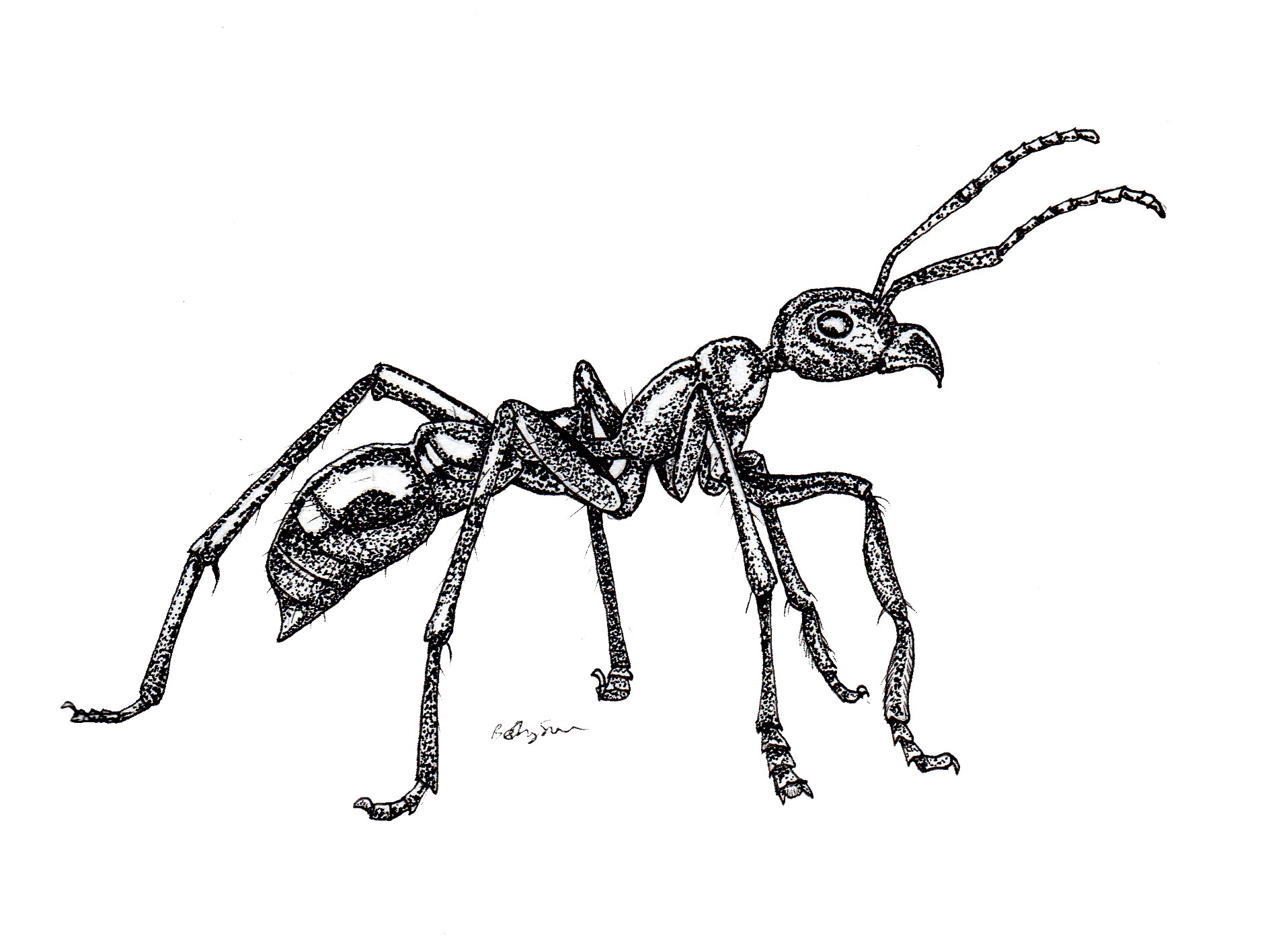 1886x1417 Atom Ant Drawing Cute Man Easy Full Body Free Iydunetwork