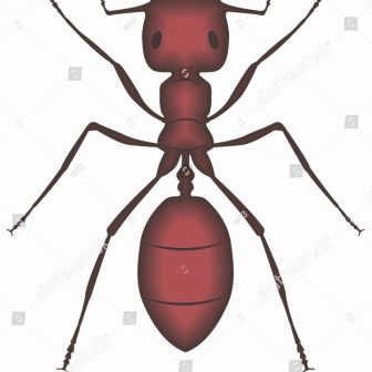 336x336 Drawing Ant With Letter A Basic Man And The Wasp Easy Scientific