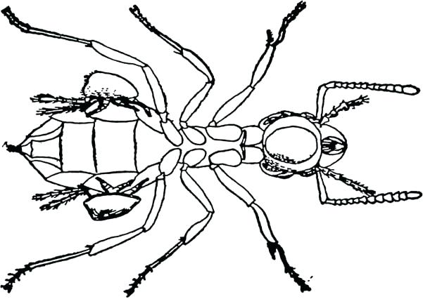 601x426 Ant Line Drawing Ant Man Line Drawing
