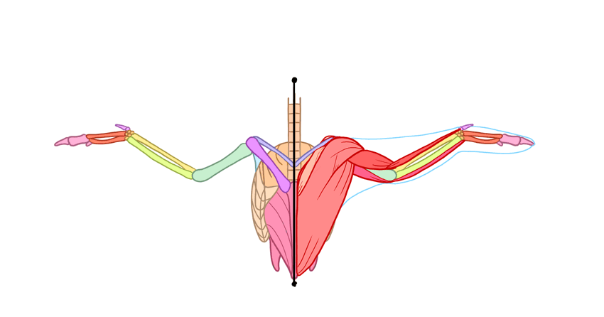850x446 How To Draw Angel Wings