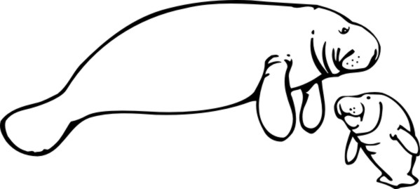 599x269 Collection Of Free Manatee Clipart Drawn Amusement Clipart