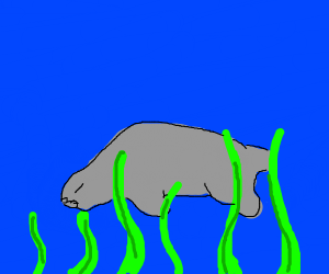 300x250 Manatee Drawing