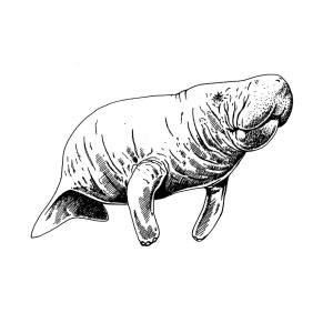 300x300 Manatee Drawing