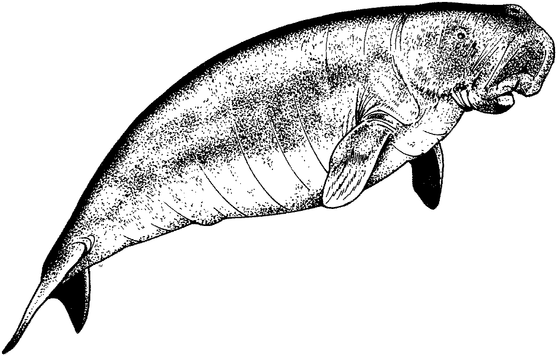 1145x731 manatee clip art manatee
