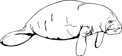 400x183 Best Manatee Clip Art