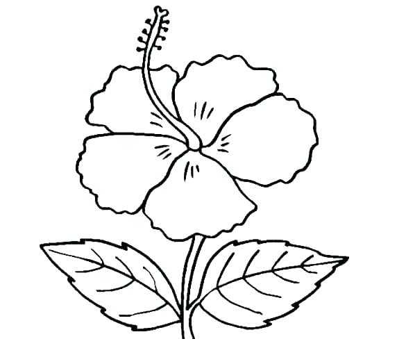 585x501 Lotus Flower Coloring