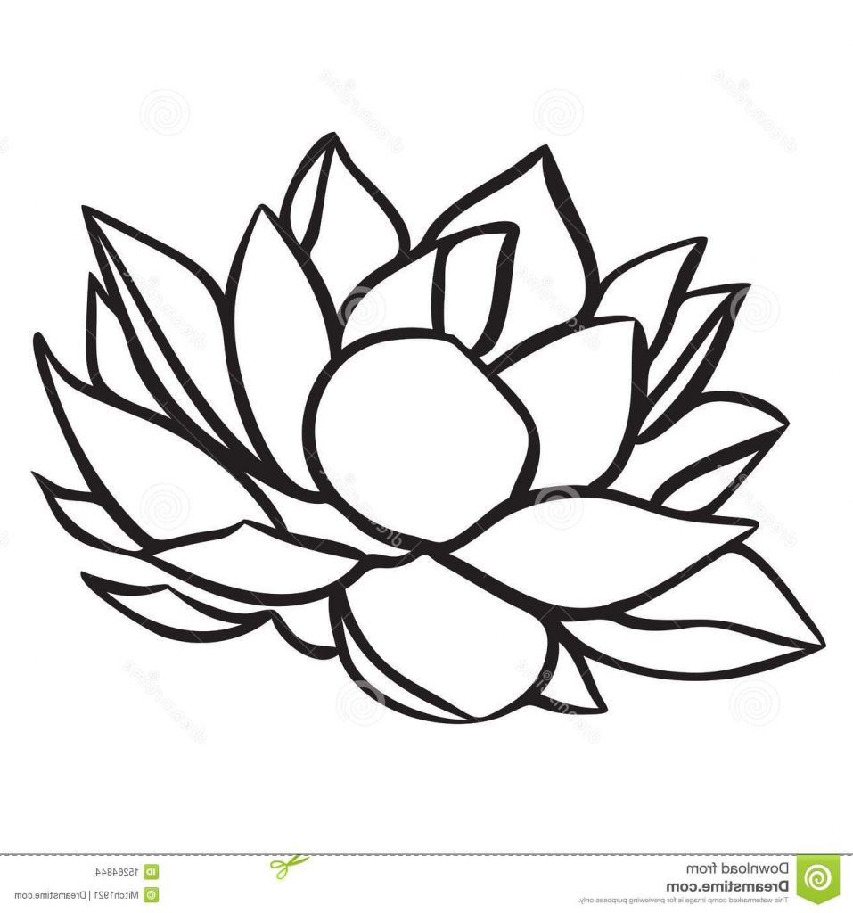 957x1024 Lotus Flower Drawing Lotus Stock Images Art Projects Lotus