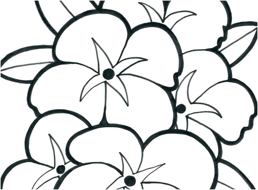 827x609 Lotus Flower Mandala Coloring Pages Printable Drawing Color