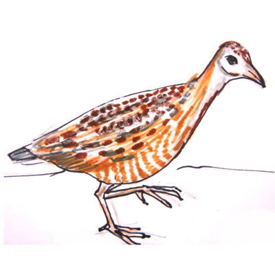 400x400 how to draw a mandarin duck