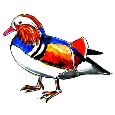 400x400 How To Draw A Pelican