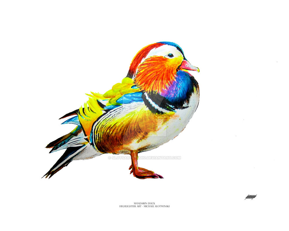 999x799 mandarin duck