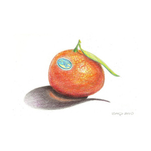 300x300 mandarin orange drawing