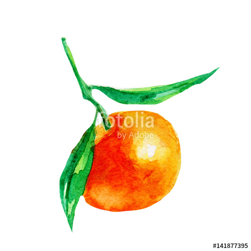 500x500 mandarin illustration hand drawn watercolor on white background