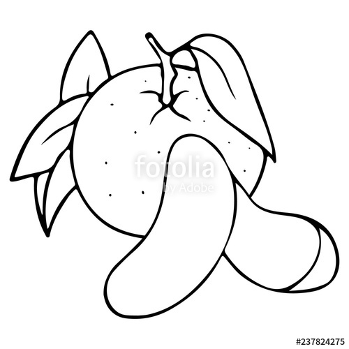 500x500 vector hand drawn outlined mandarin whole fruit and slices