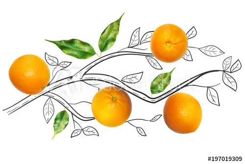 500x334 Fruit Composition With Fresh Orange And Cartoon Cute Doodle