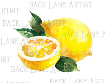 340x270 Fruits Blood Orange Citrus Watercolor Drawing Clipart Lineart Etsy