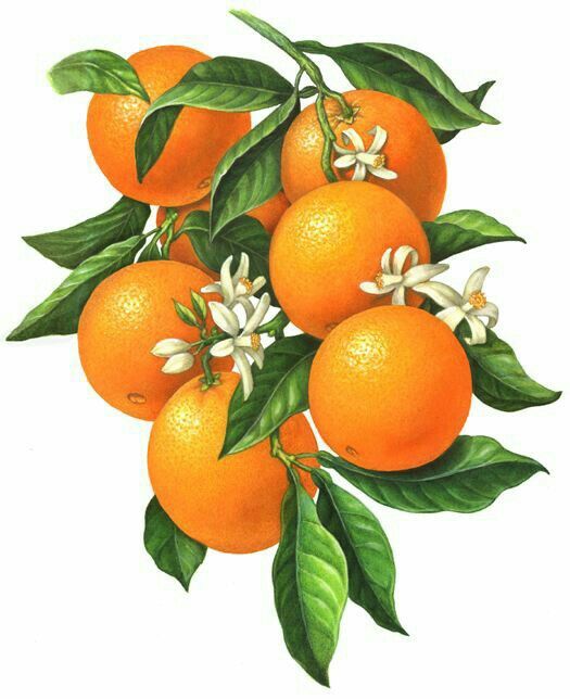 525x644 Orange Blossoms For Glasses Fruit Art