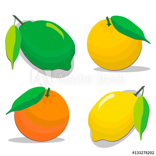 500x500 Abstract Vector Illustration Logo For Set Whole Ripe Citrus Fruit