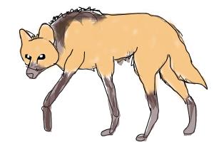 300x200 Maned Wolf