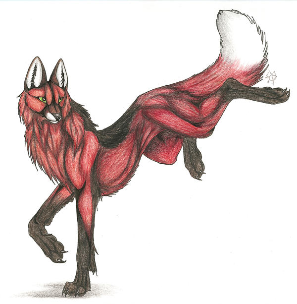 600x613 Maned Wolf