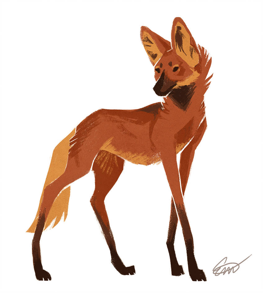 848x942 Maned Wolf