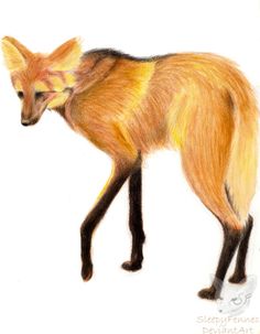 236x303 Inspiring Maned Wolf Images Maned Wolf, Wolves, Bad Wolf